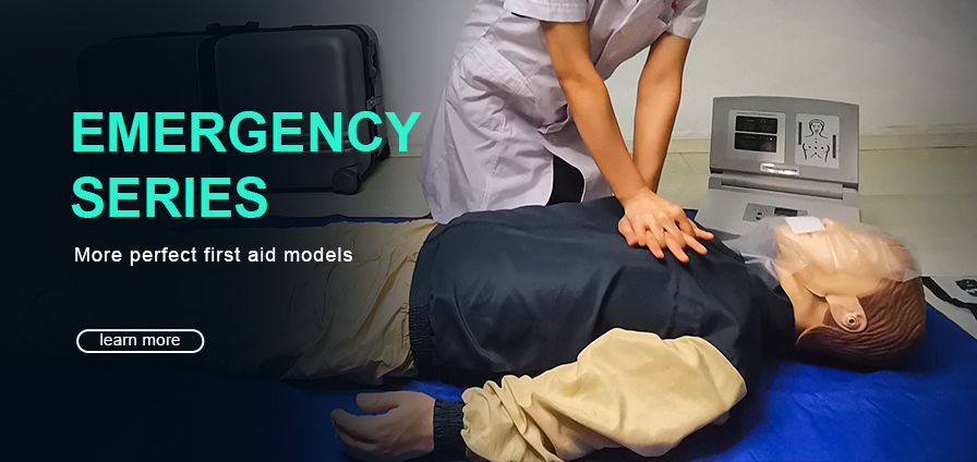 medical teaching model,cpr manikin,Human/Animal Acupuncture Models ...