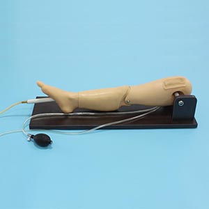 Femoral vein puncture model
