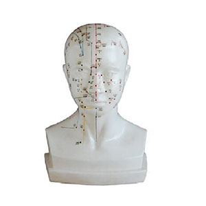 Head acupuncture model