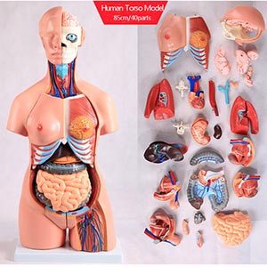 Amphoteric Trunk Anatomical Model