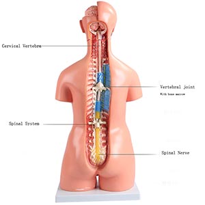 Trunk Anatomical Model