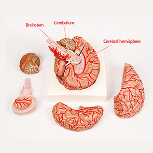 Caudal artery and Nerve model
