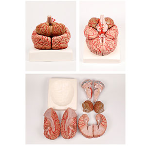 Anatomical model of brain