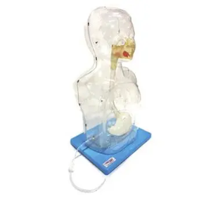 Pediatric nasal feeding and gastric lavage model
