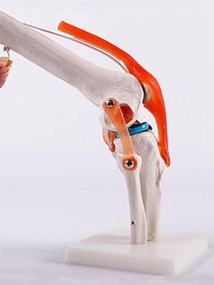 Anatomical model of knee joint