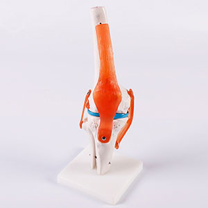skeletal joint model