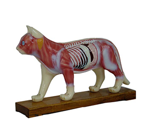 cat-body acupuncture model