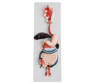 Digestive system model