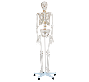 180cm human bone model