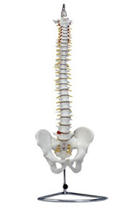 Spine model